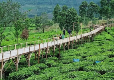 Kebun Teh Patean Tambi